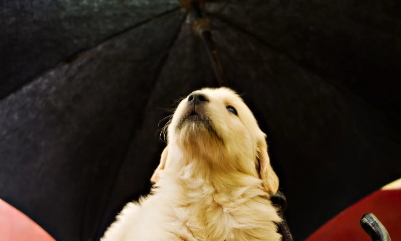 soft, puppy, golden, umbrella, pup, retriever, yellow, opinion