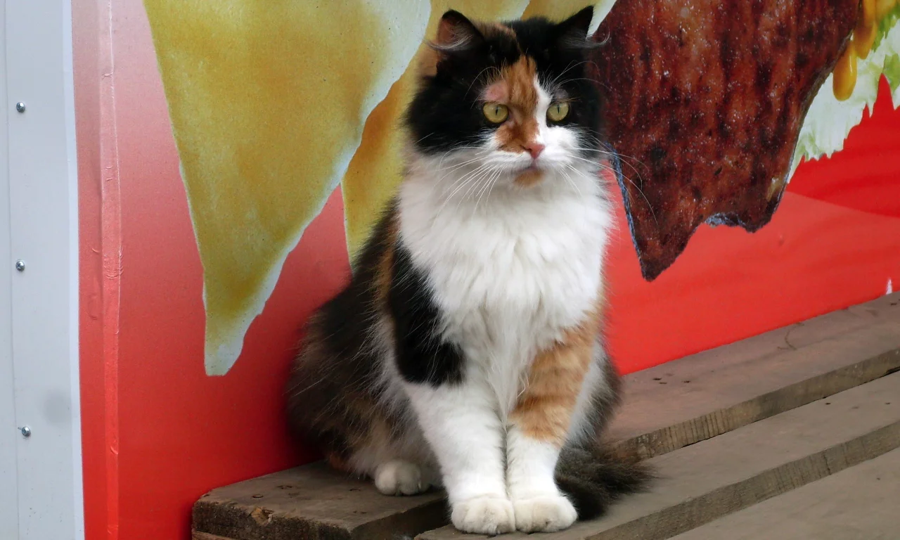 котенок, кот, кошка