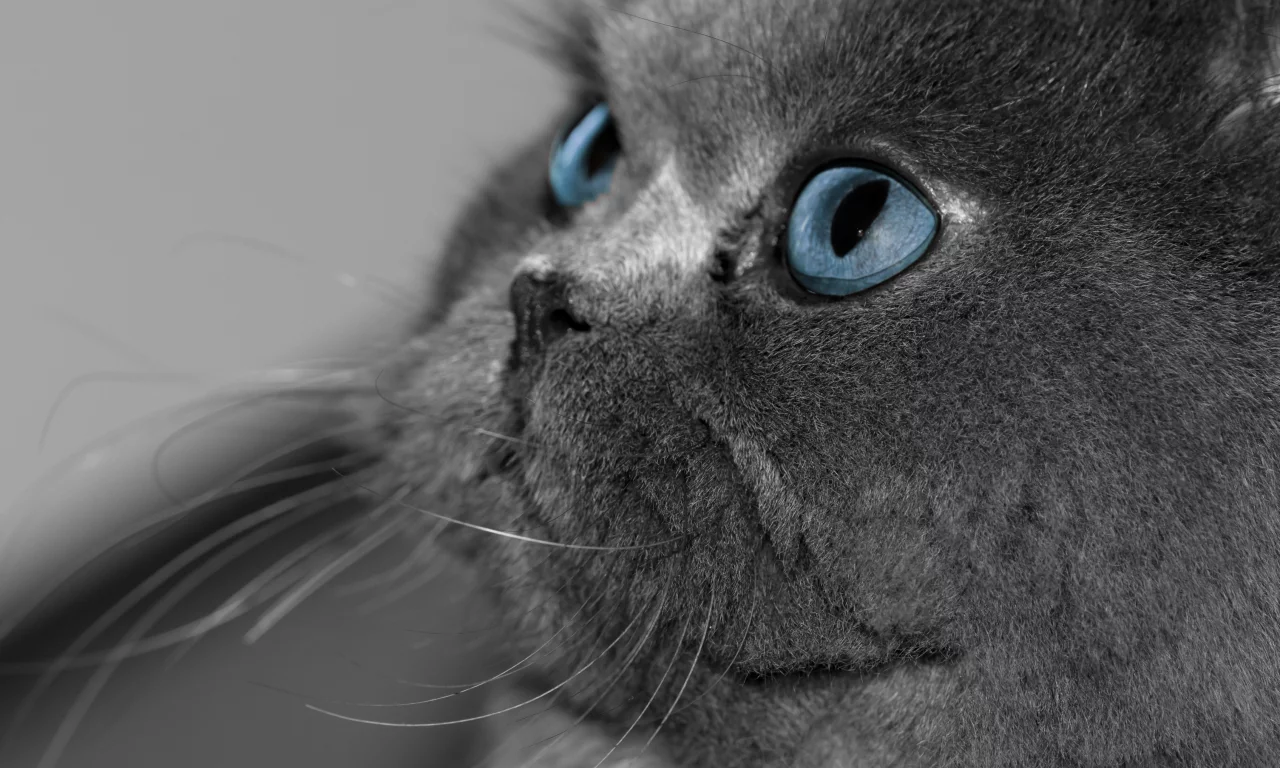 глаза, серый, голубые, кот, кошка, взгляд