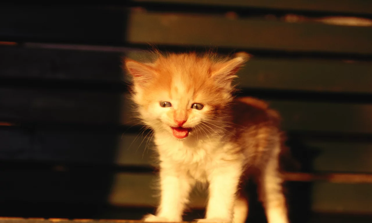 маукает, котёнок, рыжий