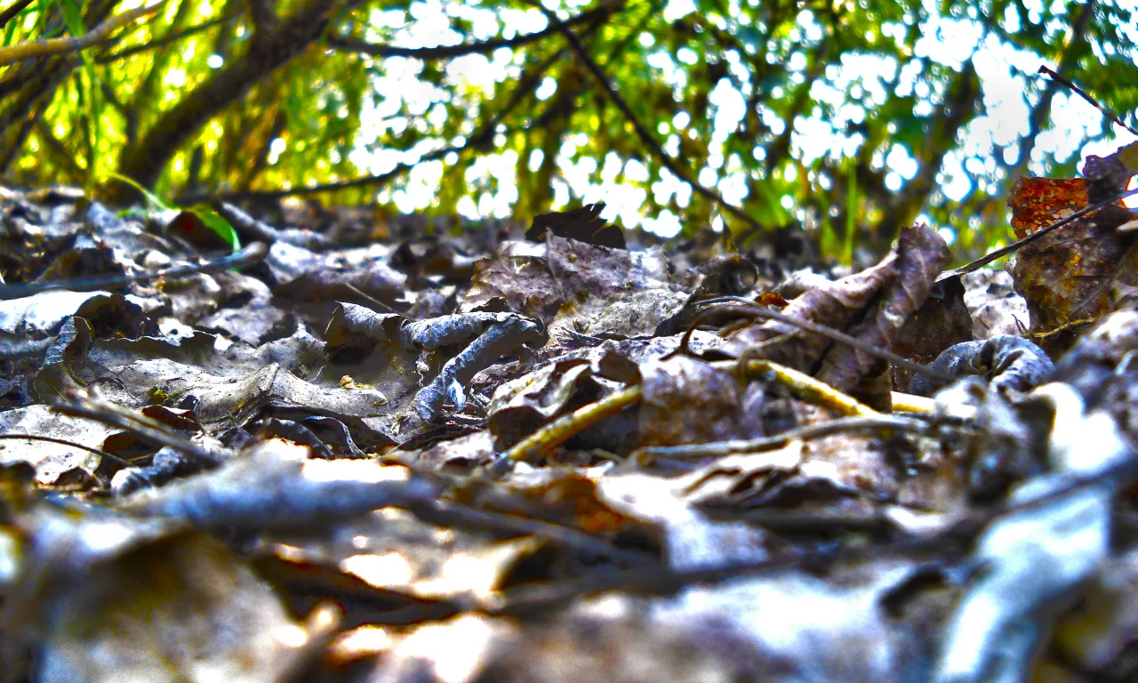 листья, лес, дерево, макро, hdr, трава, свет, ветка, солнце, резкость, куча, лето, размытость
