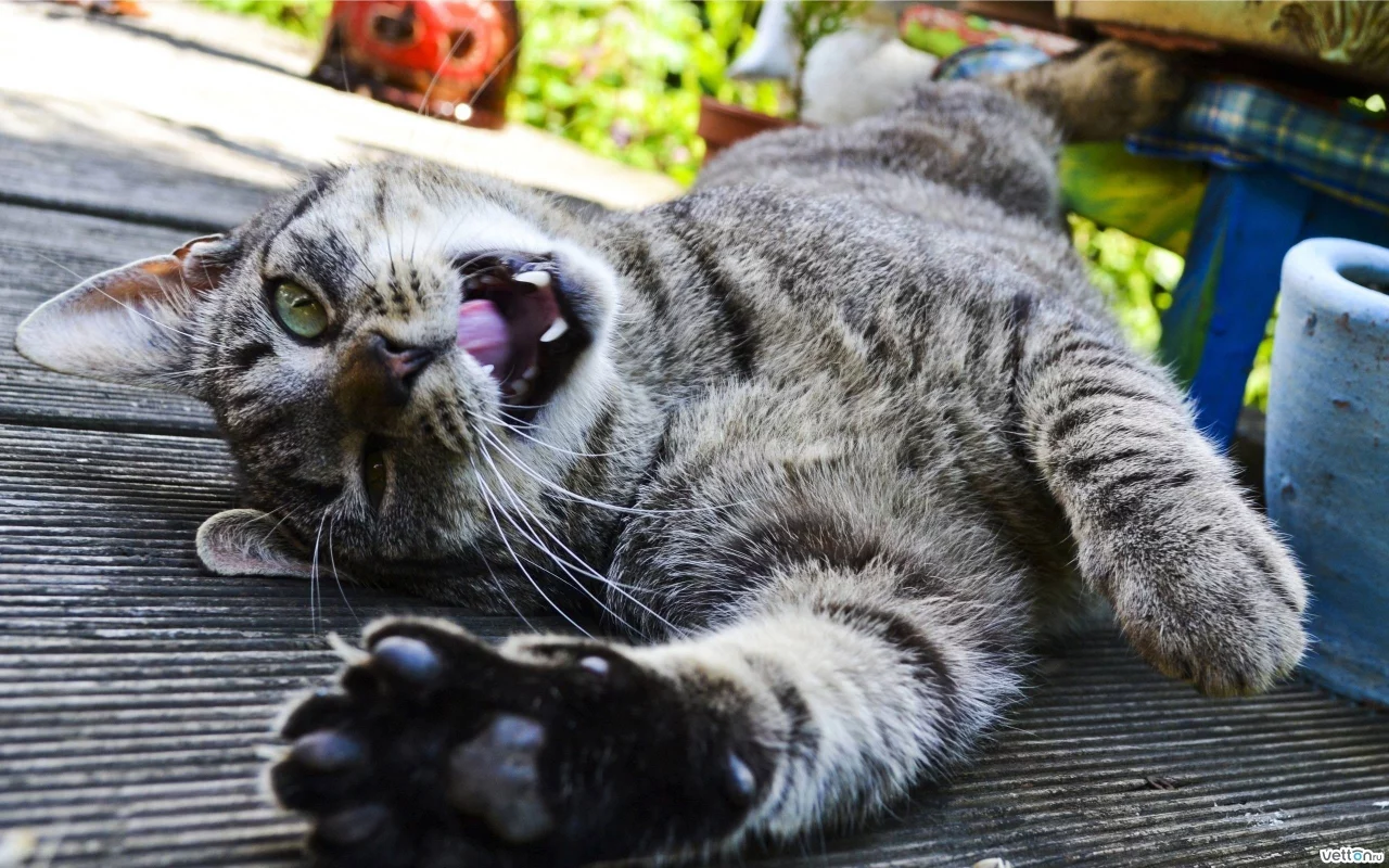 клыки, кошка, кот, лежит
