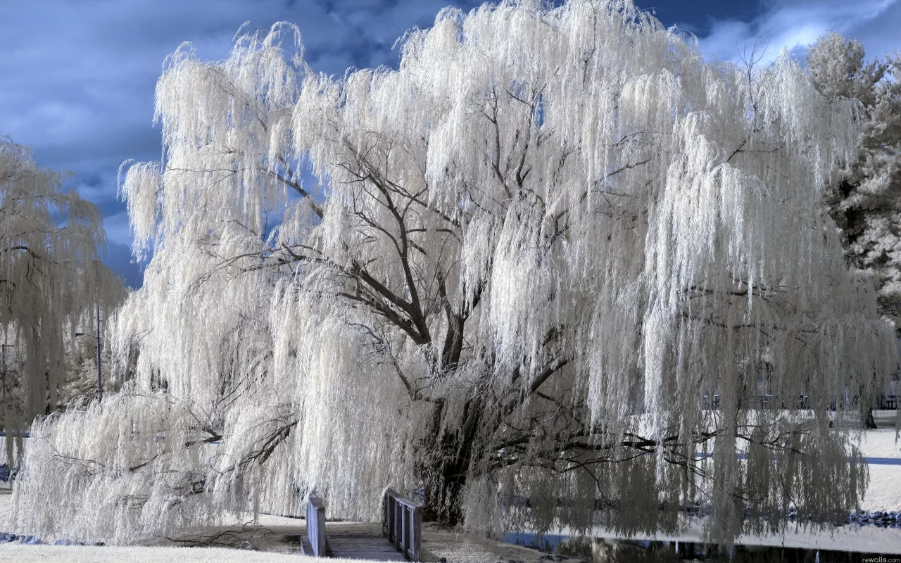 дерево, парк, природа, цвет