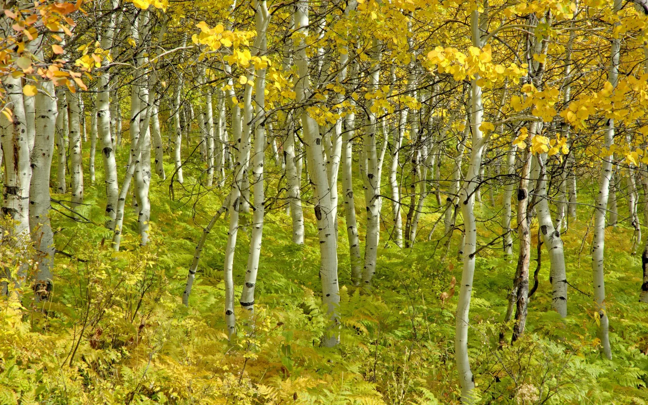 березы, роща, деревья, красота, осень