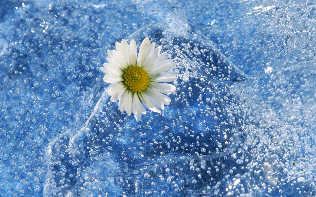вода, брызги, природа, цветок