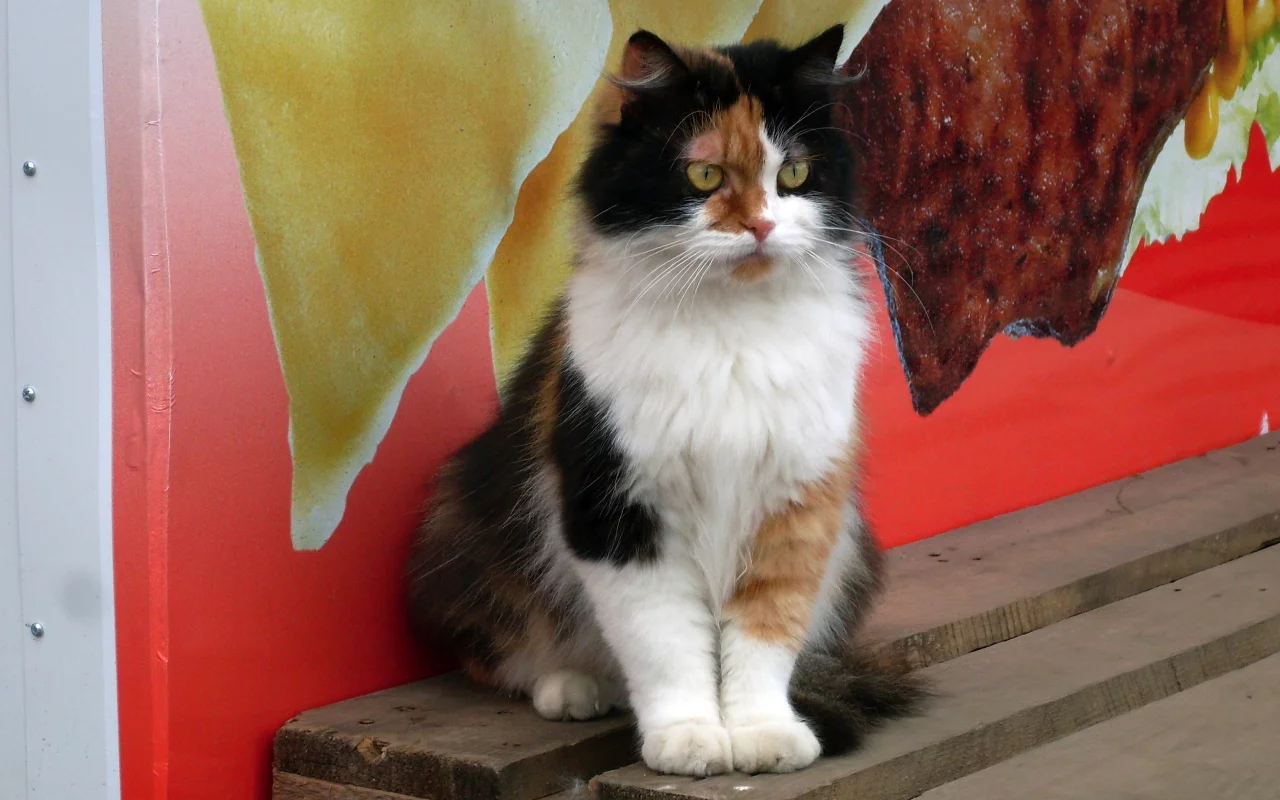 котенок, кот, кошка
