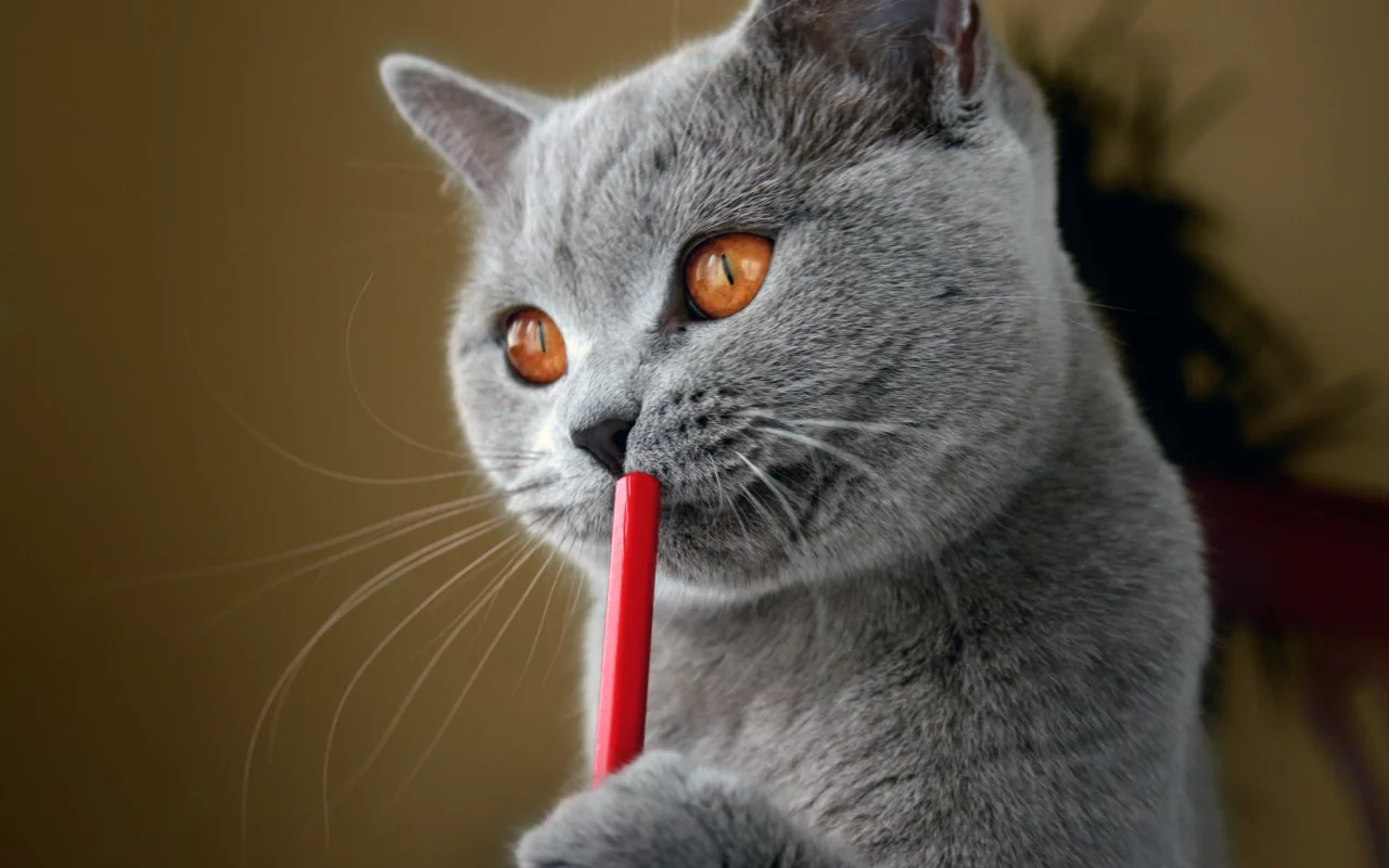 кот, британский, писатель