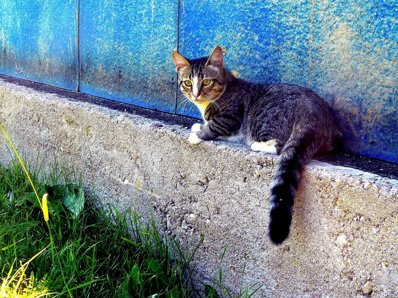 трава, кот, дом