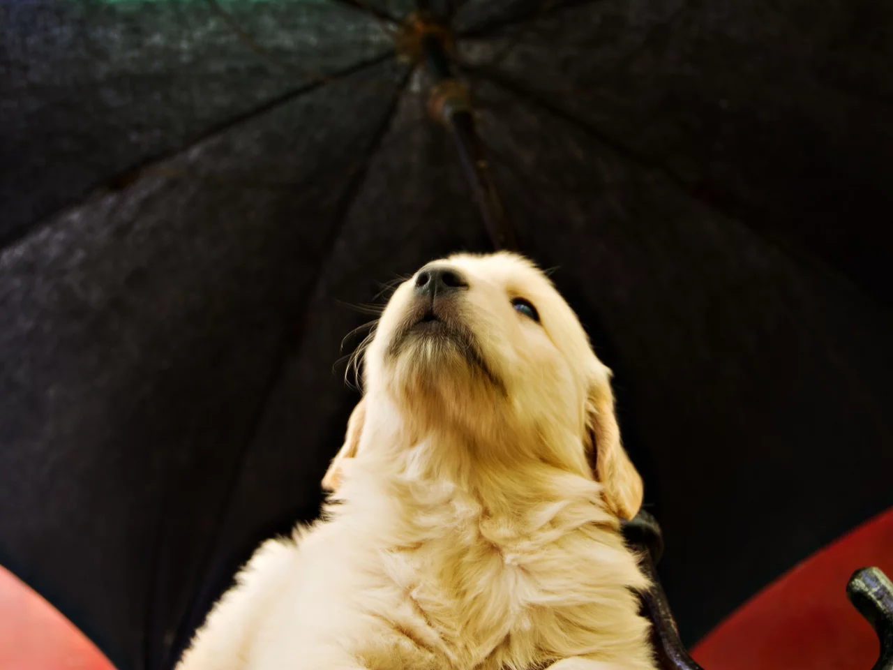 soft, puppy, golden, umbrella, pup, retriever, yellow, opinion