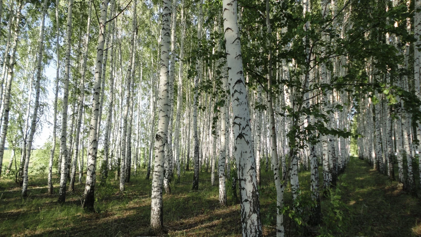 посадка, весна, листья, березы
