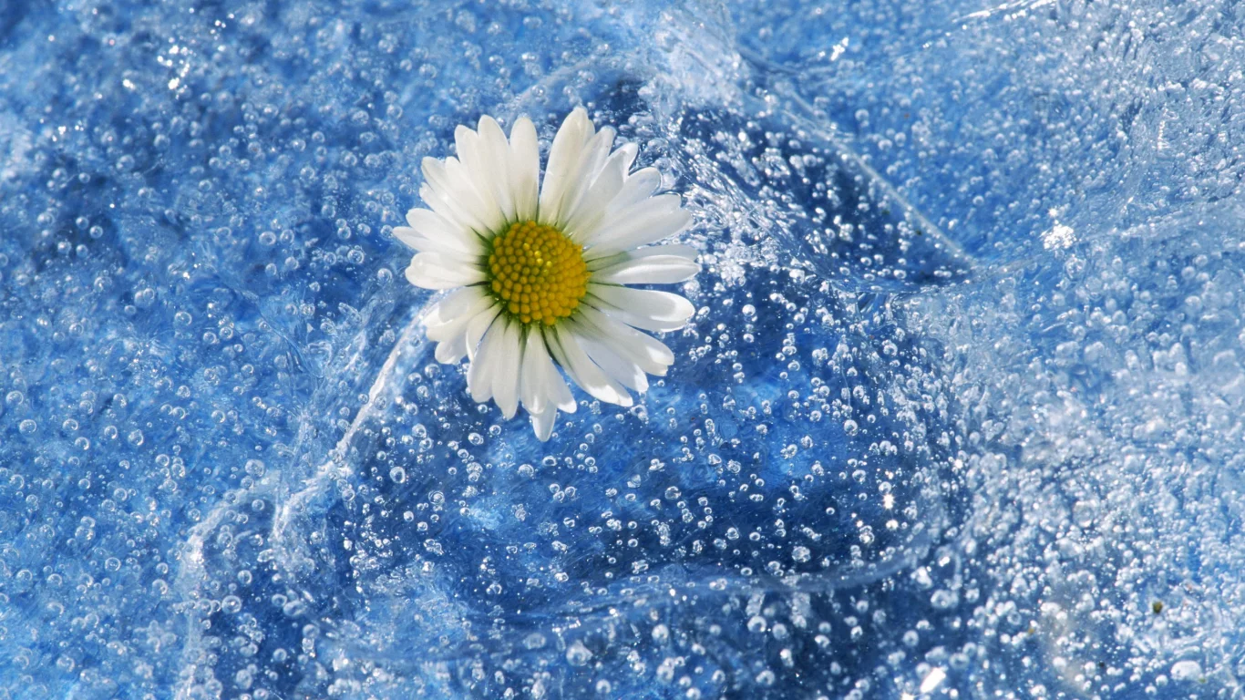 вода, брызги, природа, цветок