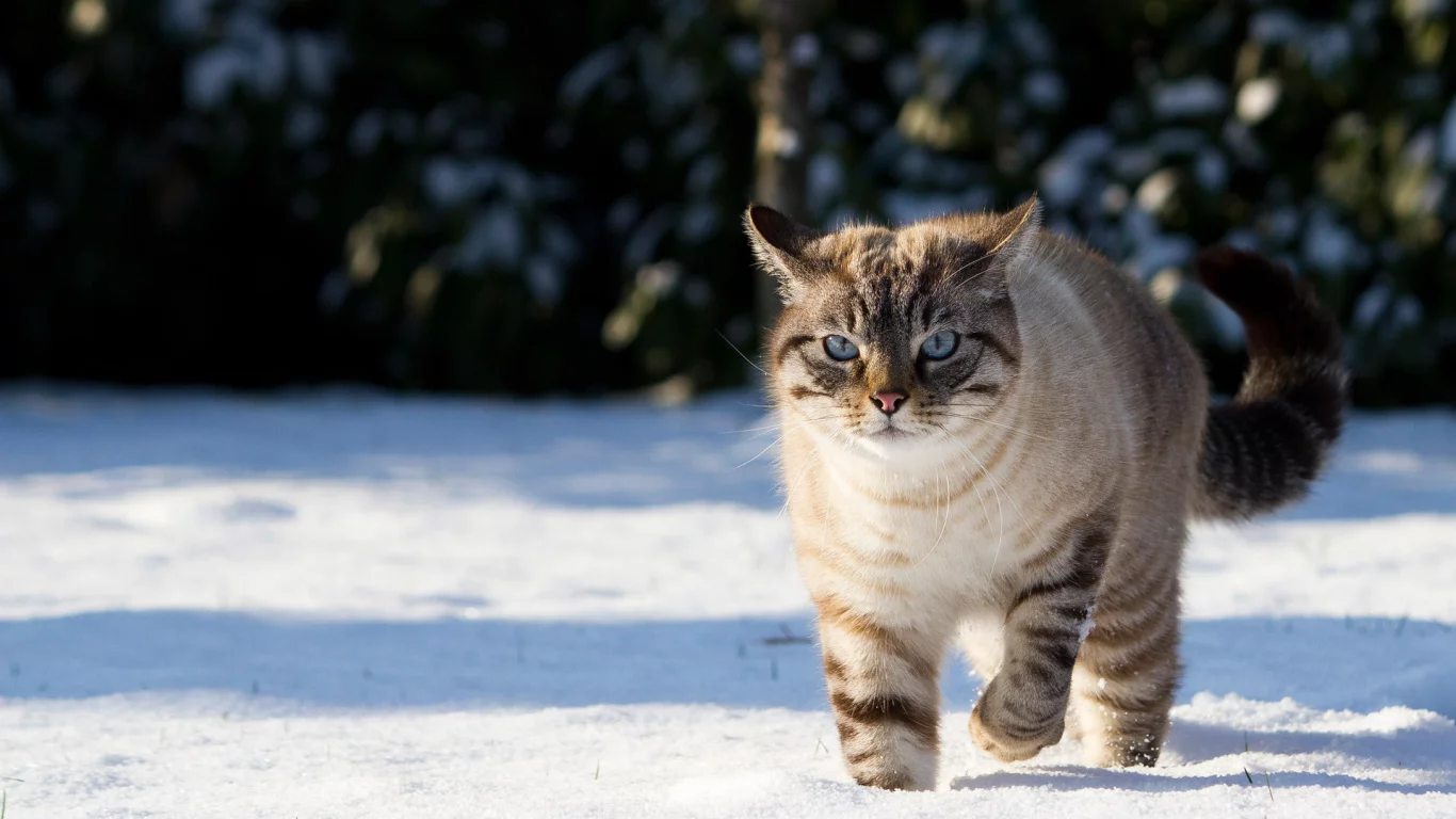 зима, кот, снег, природа, тени, кошка