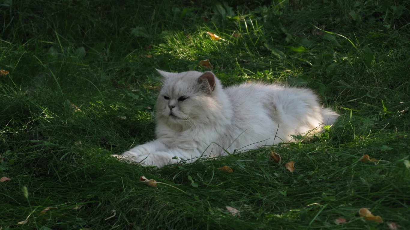 трава, кот