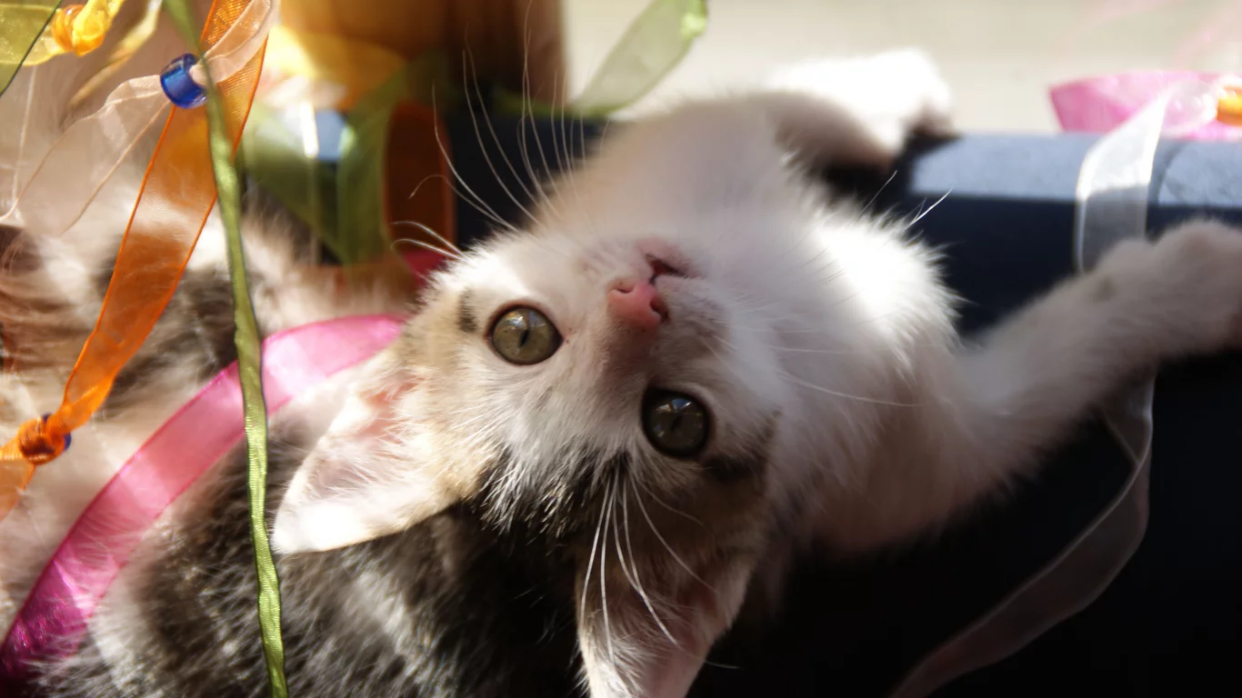 играет, котенок, ленты, к верх ногами