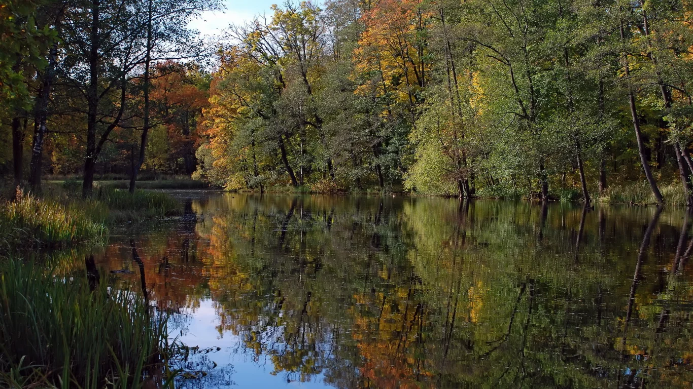 деревья, река, лес, природа