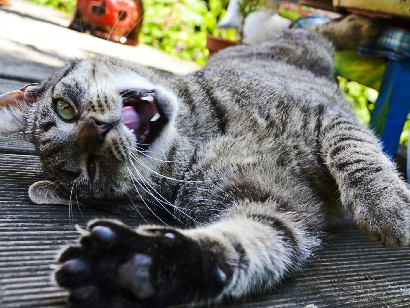 клыки, кошка, кот, лежит