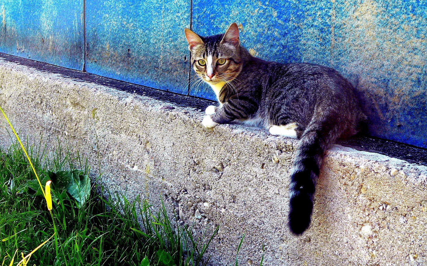трава, кот, дом