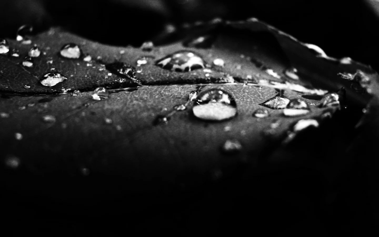 чёрнобелый, роса, кадр, листок, капли, вода
