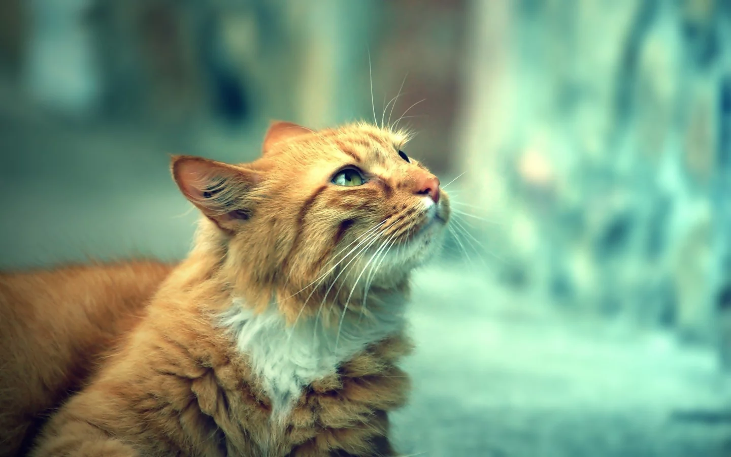взгляд, кот, рыжий