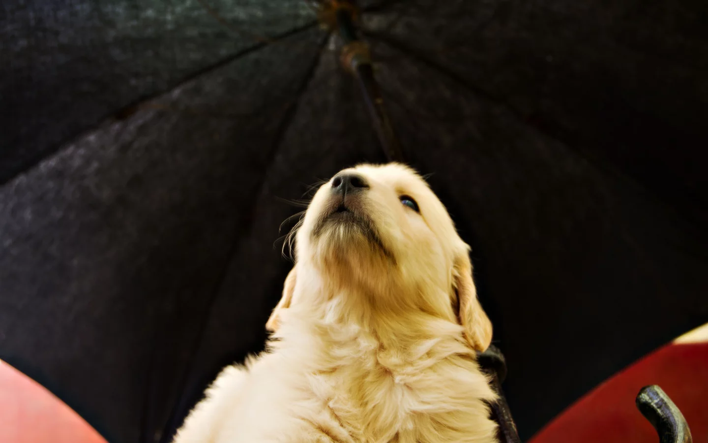 soft, puppy, golden, umbrella, pup, retriever, yellow, opinion