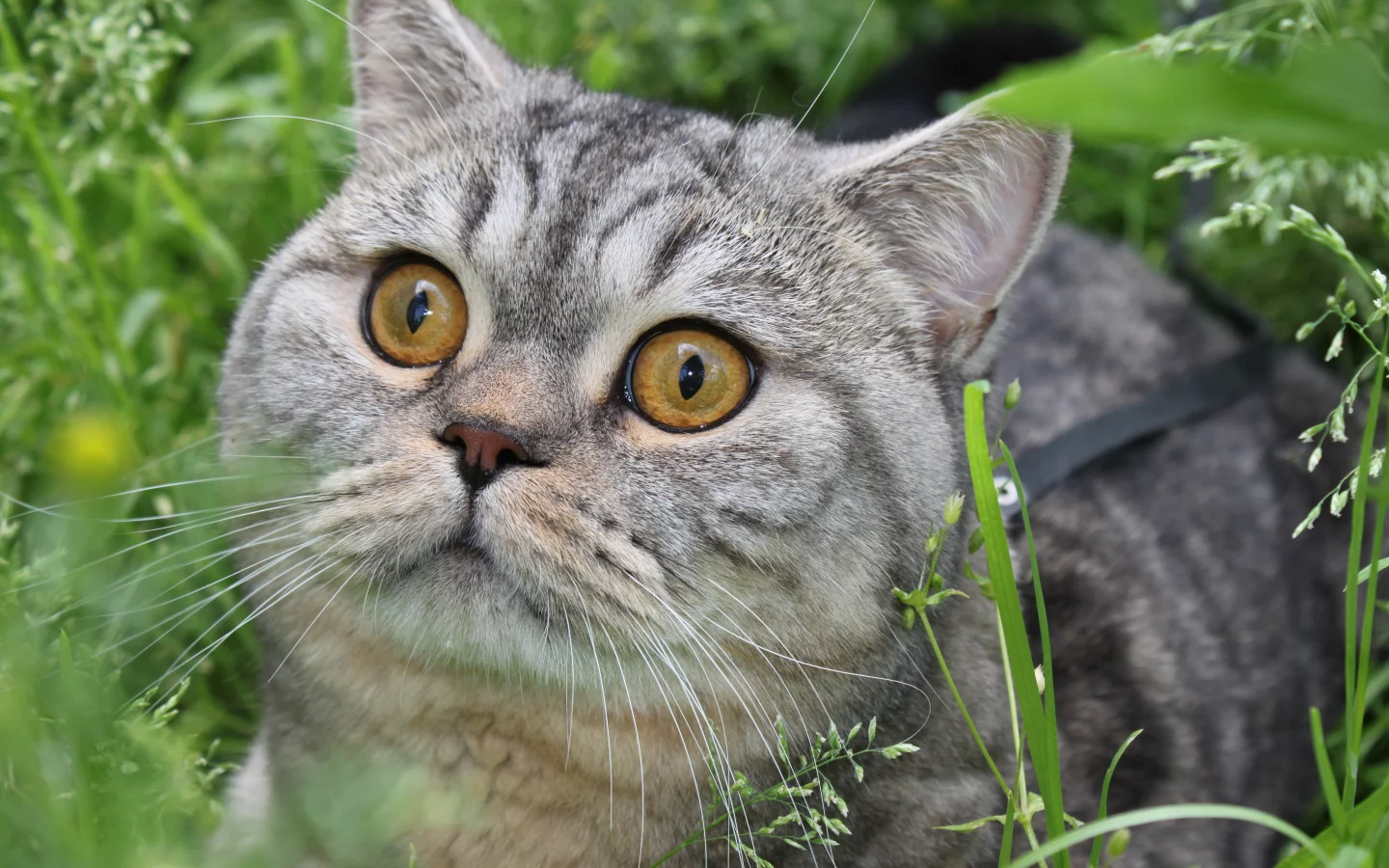 кот, зелень, глаза