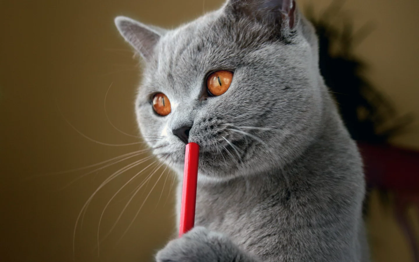 кот, британский, писатель