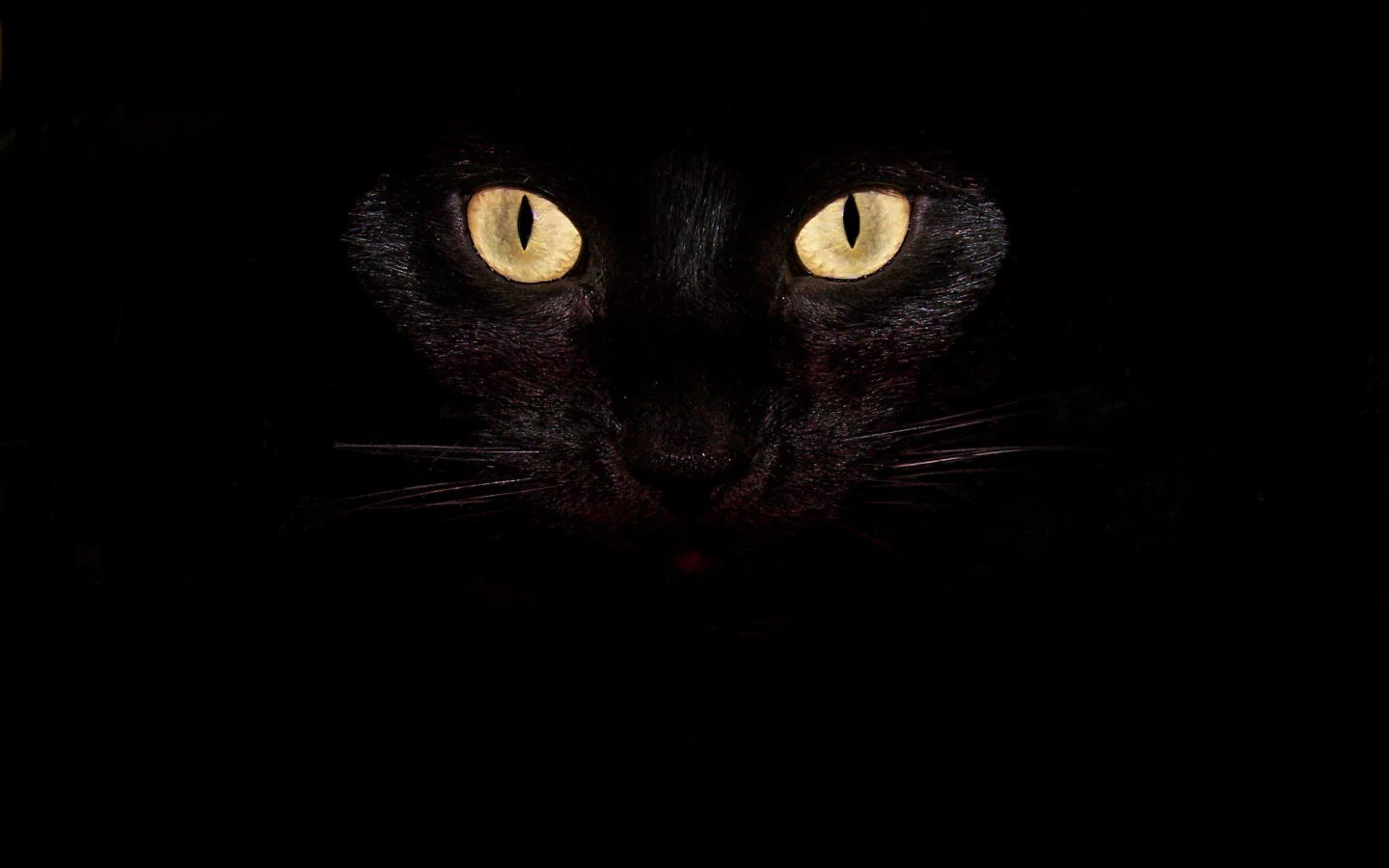 глаза, кот, чёрный, взгляд, усы, кошка