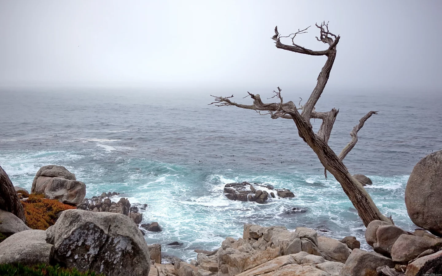 пейзаж, море, камни, природа, дерево