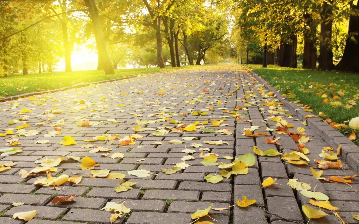 осень, яркий, опадающая, свет, листва, autumn leafs