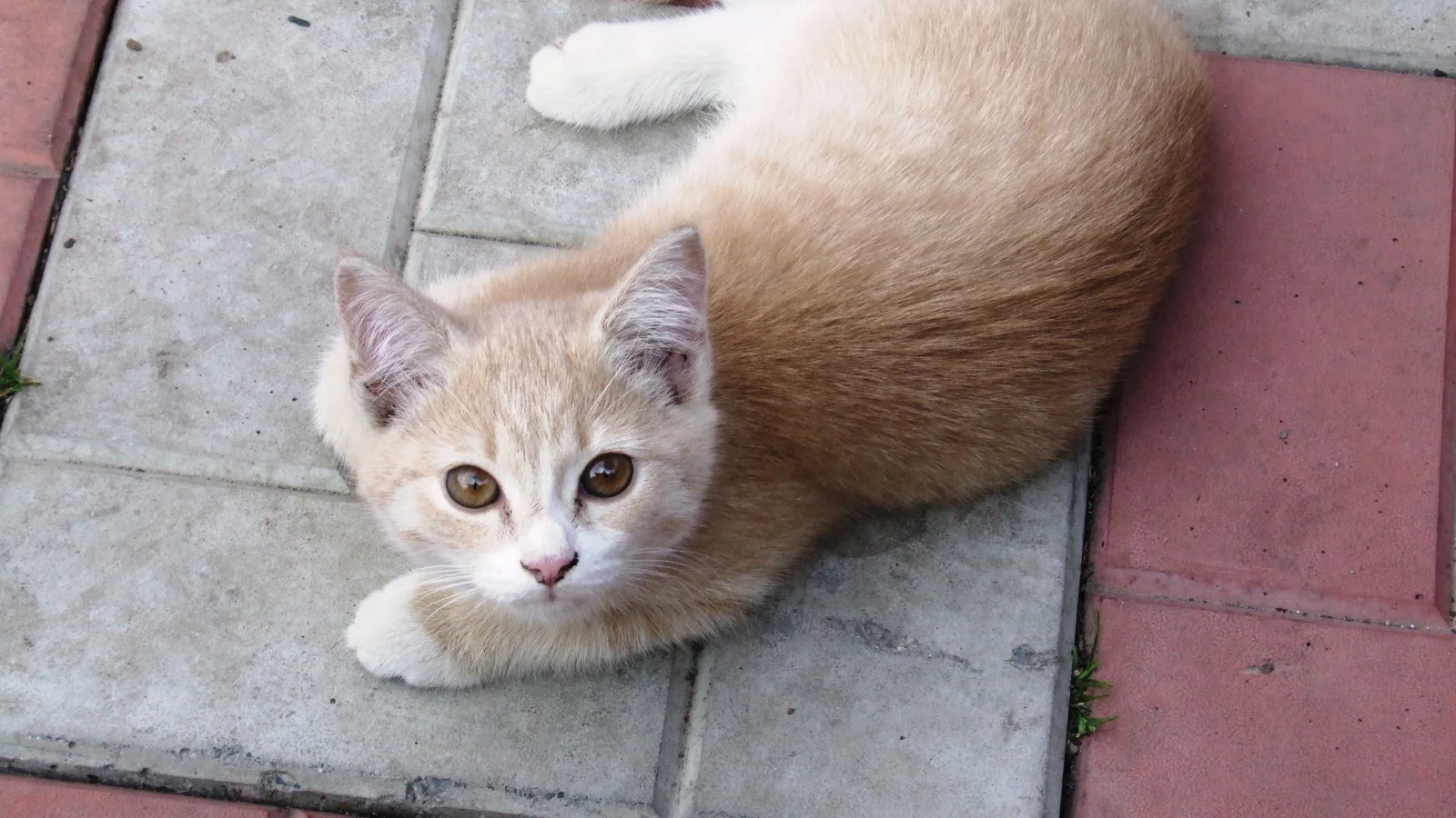 взгляд, котёнок, кирпич