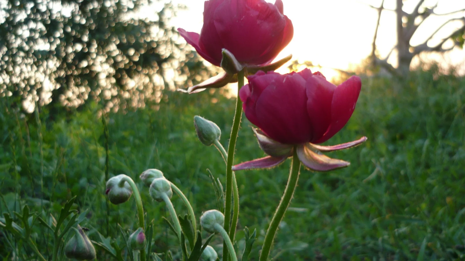 зелень, солнце, цветы