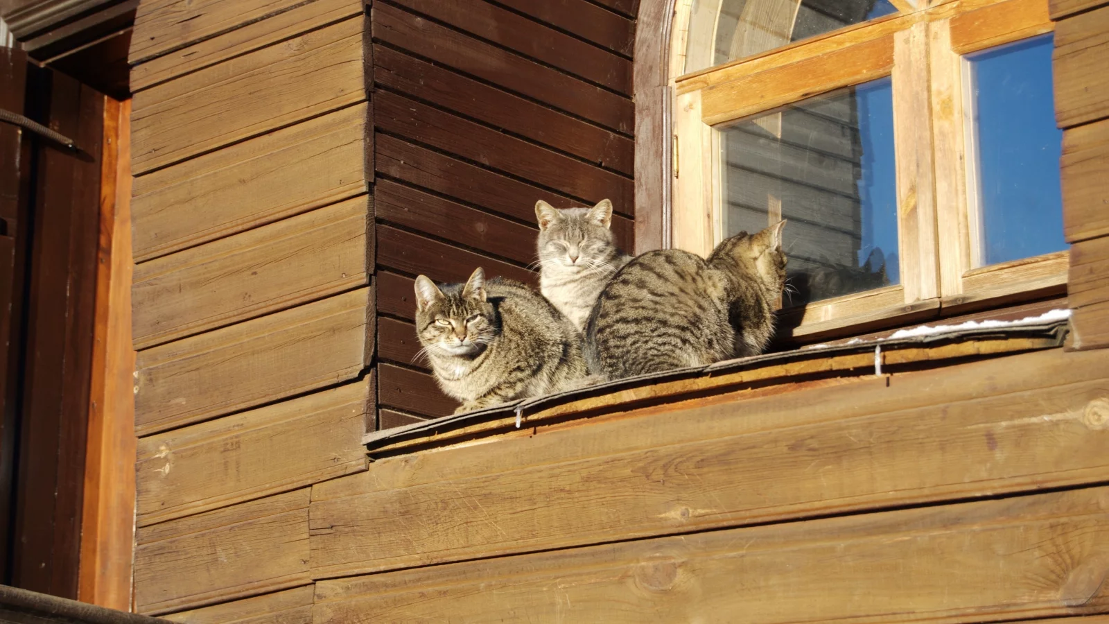 окно, весна, котэ, тепло, дача, коты