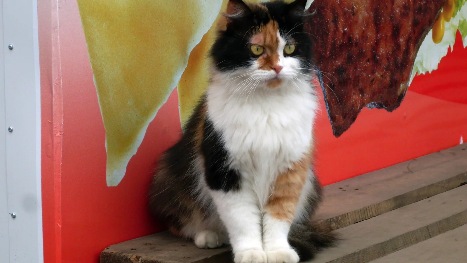 котенок, кот, кошка