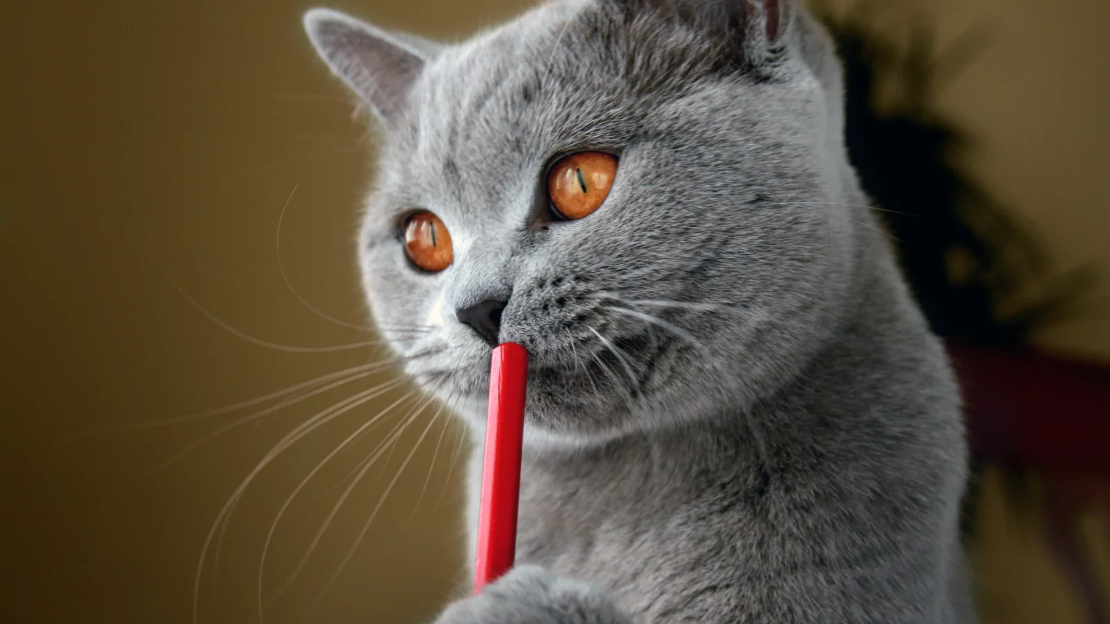 кот, британский, писатель