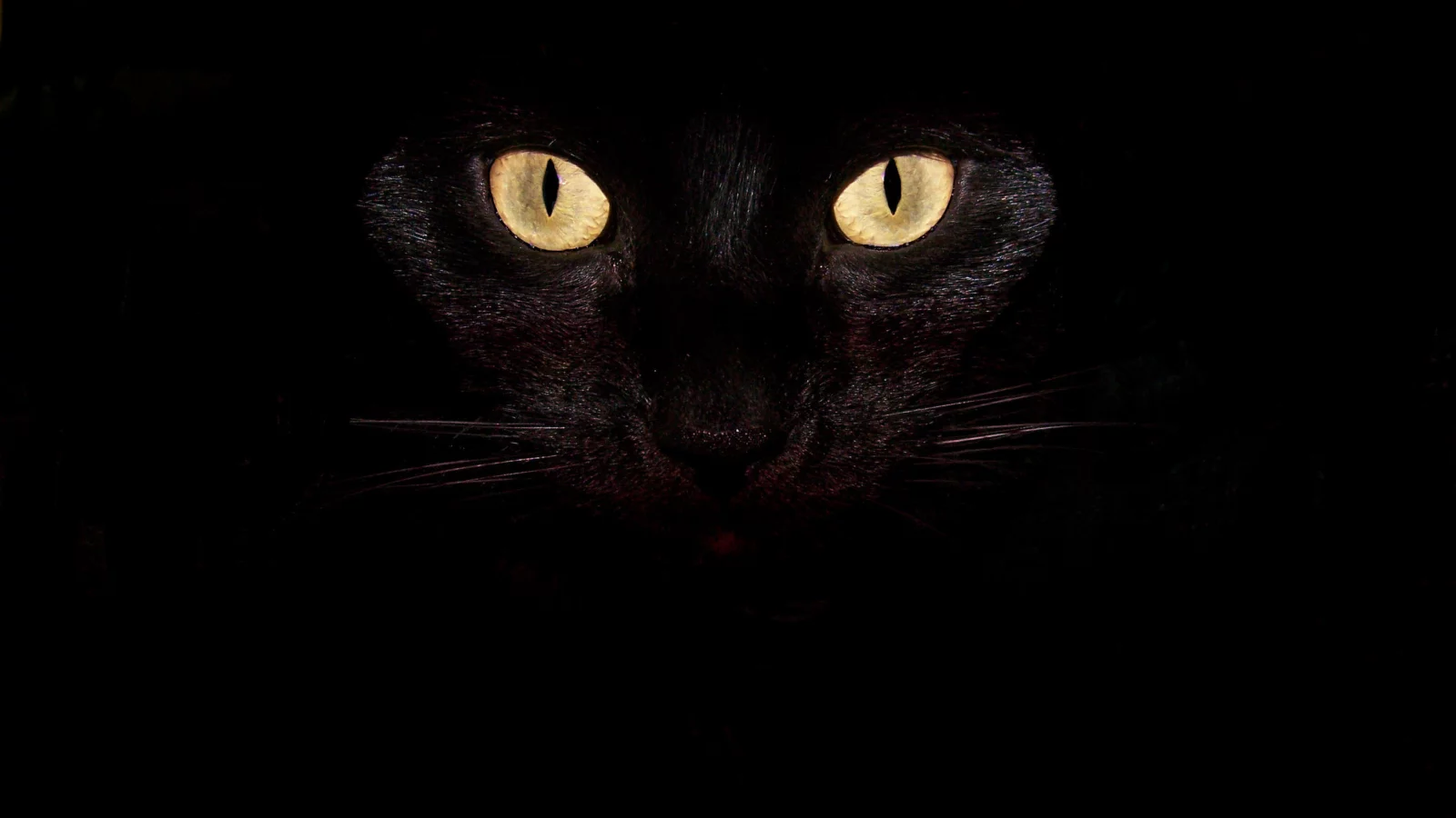 глаза, кот, чёрный, взгляд, усы, кошка
