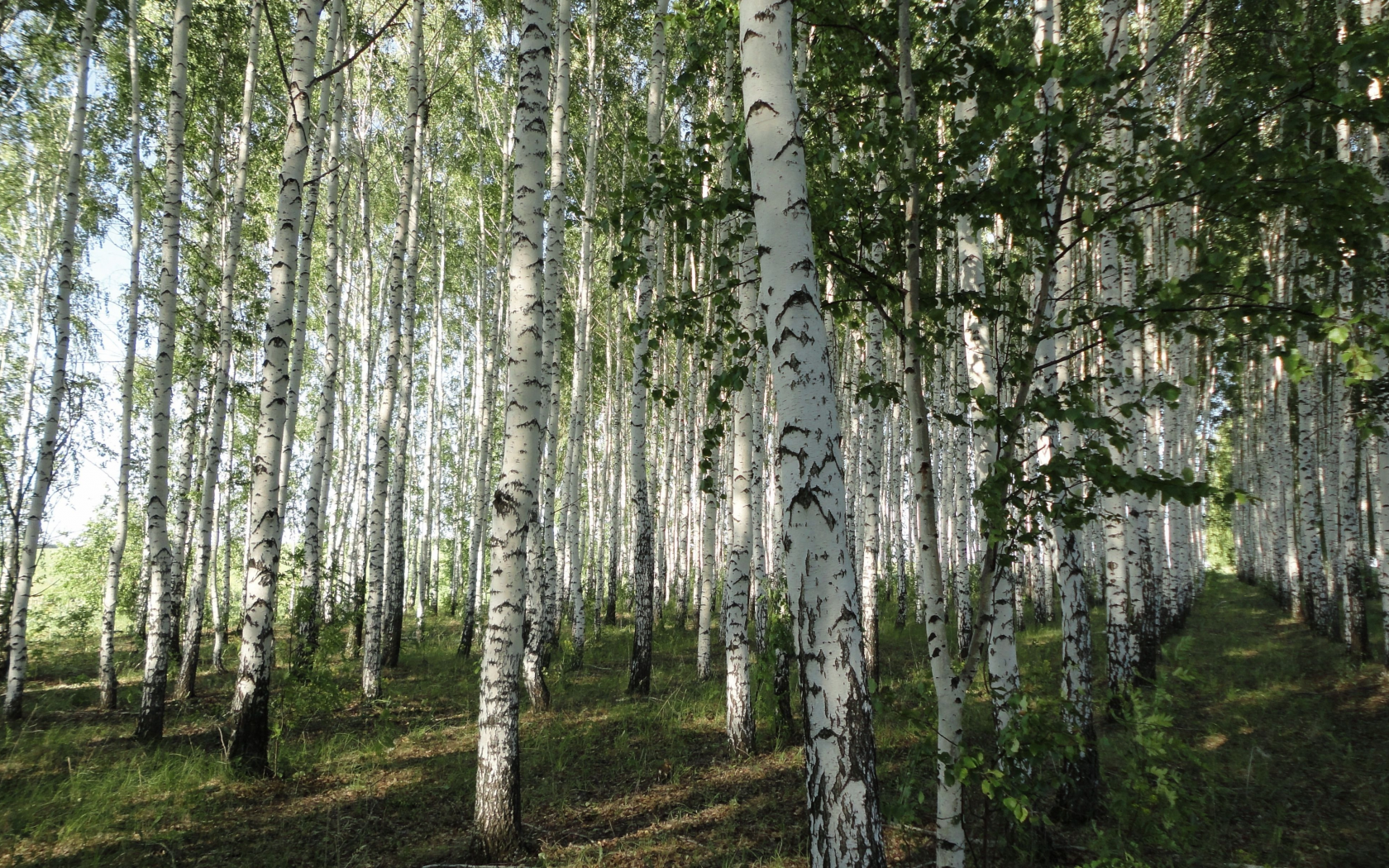 Березы картинки красивые