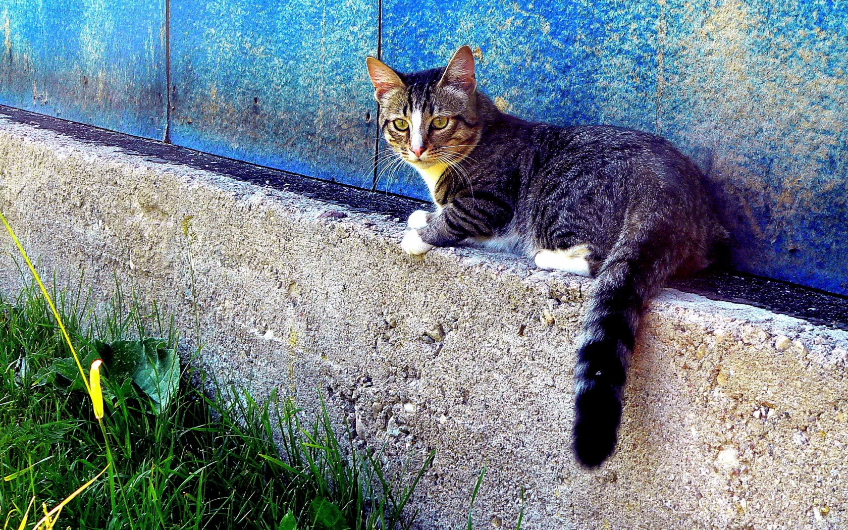 трава, кот, дом