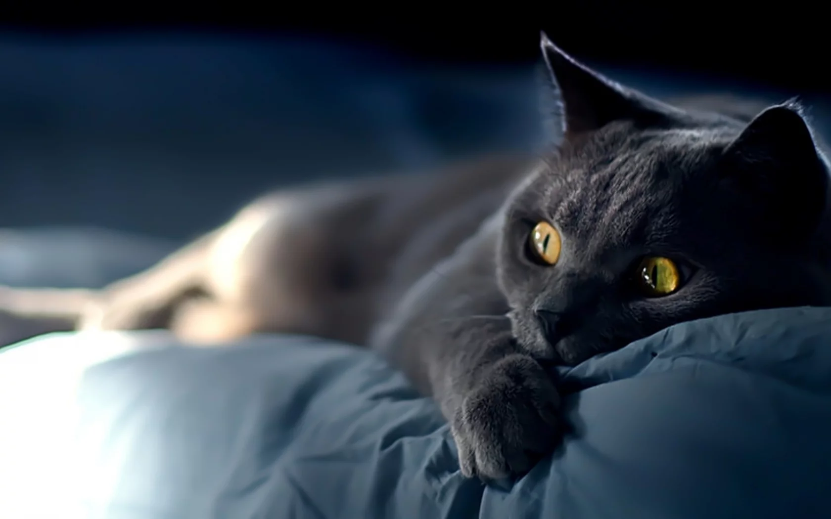 взгляд, кошка, морда, глаза, усы, кот, котяра