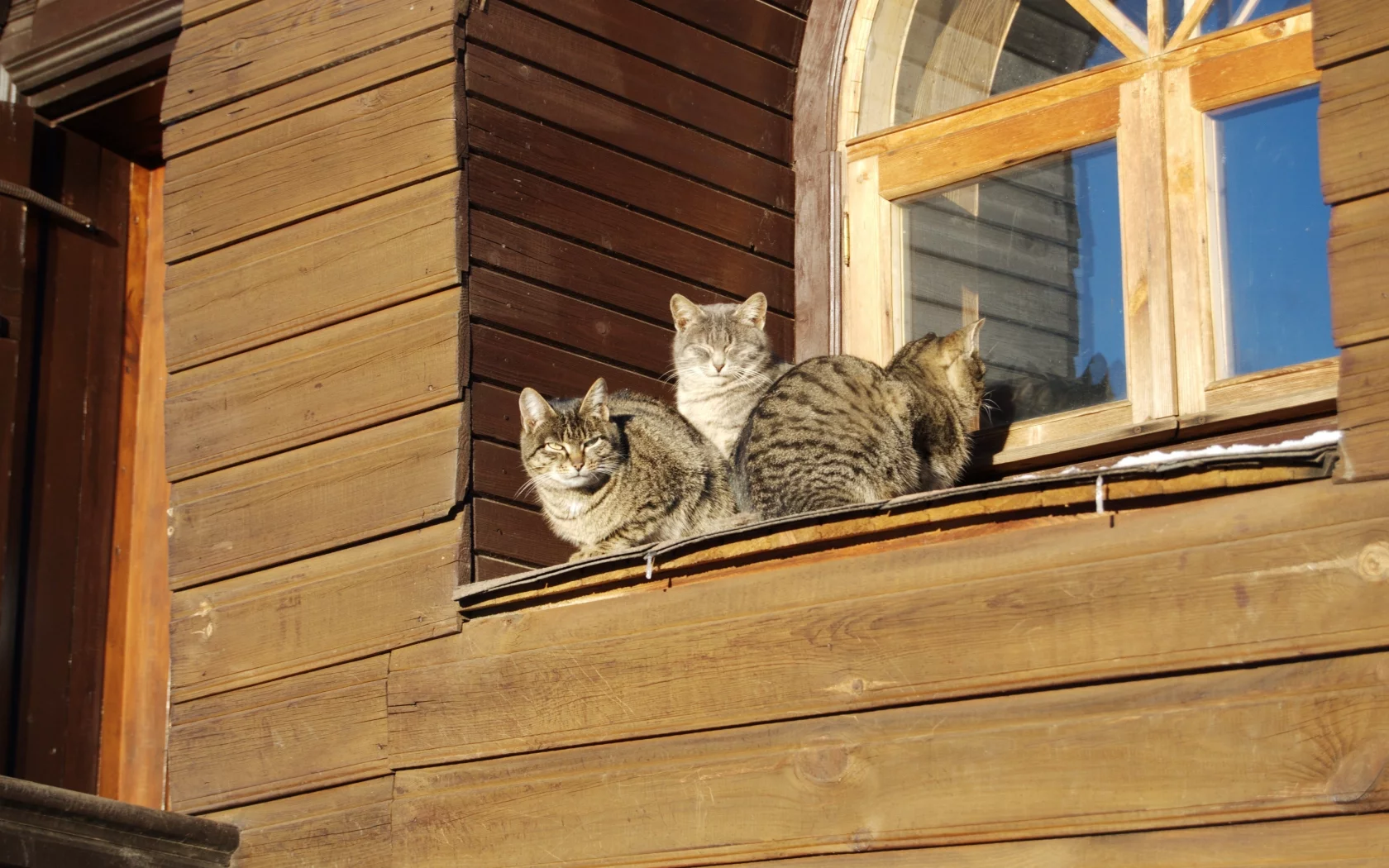 окно, весна, котэ, тепло, дача, коты
