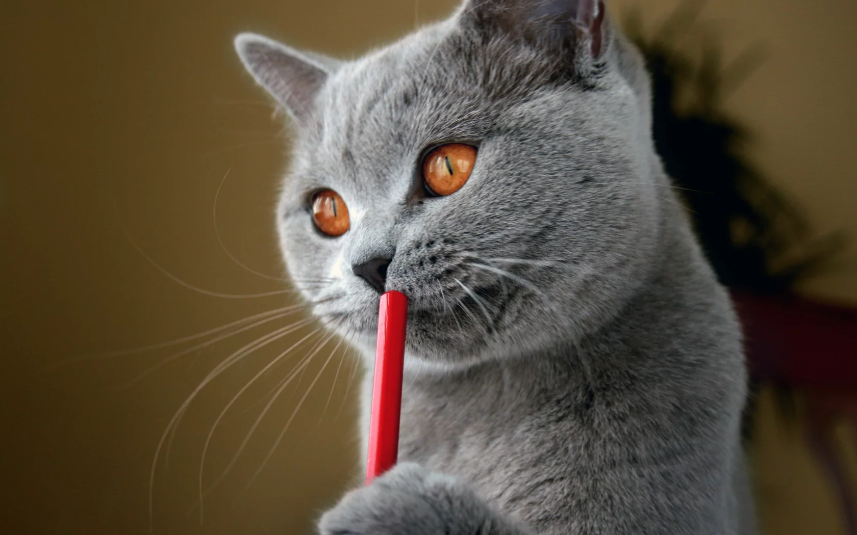 кот, британский, писатель
