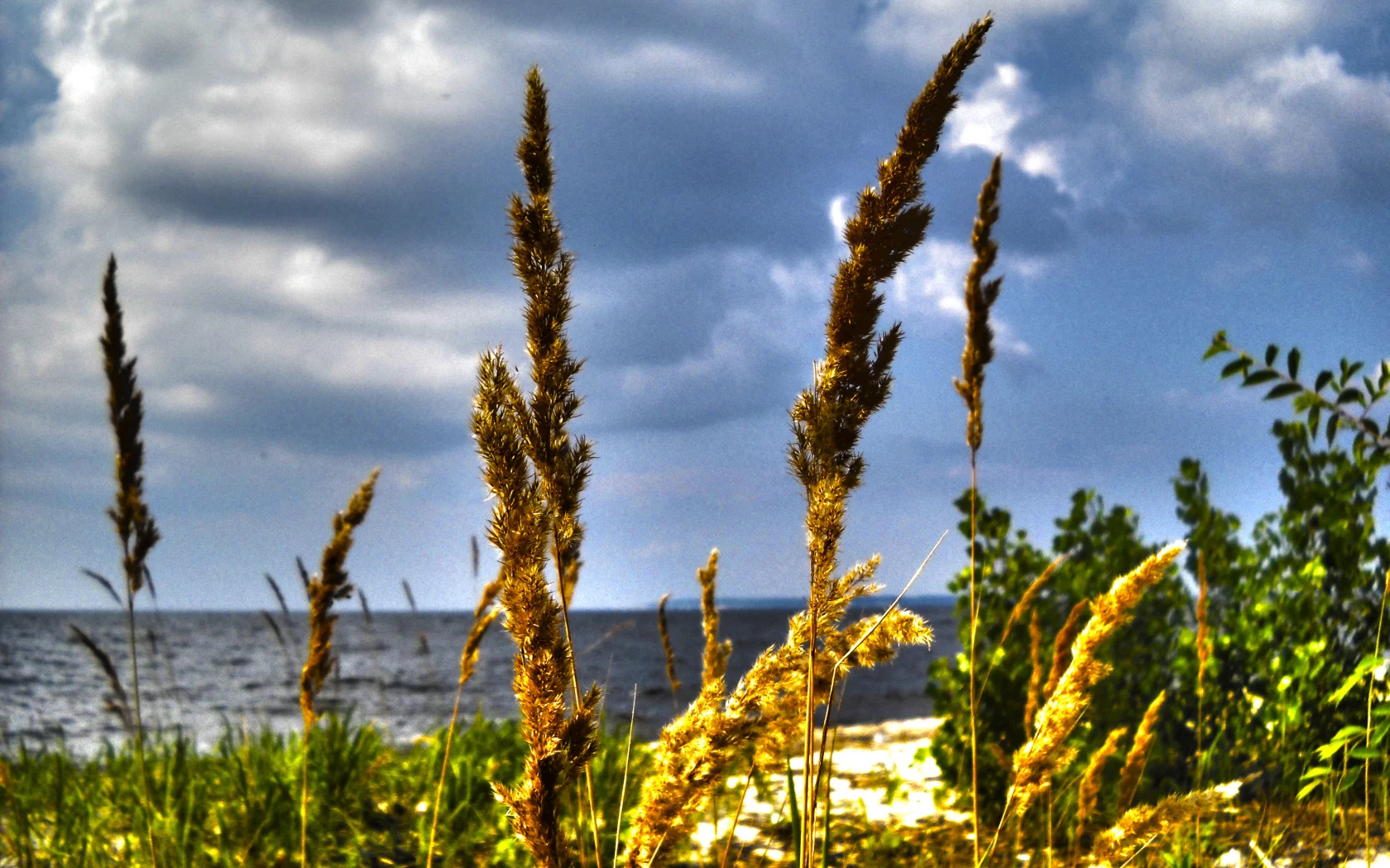 берег моря, облака, море, hdr, макро, колоски