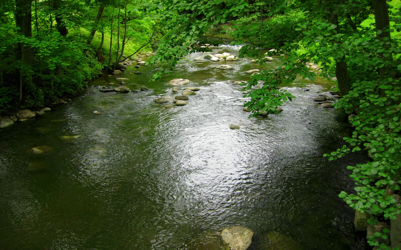камни, деревья, река, зелень, лес