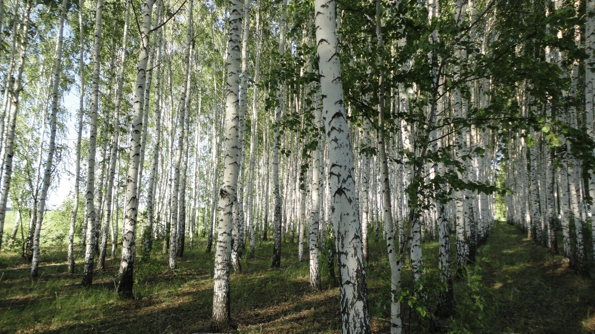 посадка, весна, листья, березы