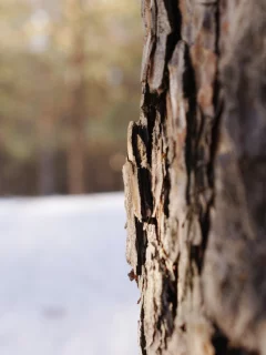 ель, природа, дерево, лес