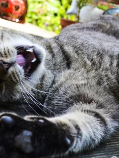 клыки, кошка, кот, лежит