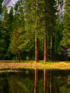 леса, вода, природа, фото, красивые картинки для рабочего стола, деревья, дерево, отражение