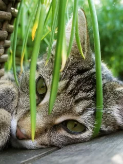 забор, трава, кошка