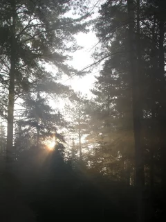 природа, леса, свет, фото, деревья, лучи