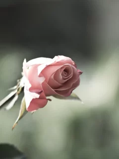 цветы, природа, роза