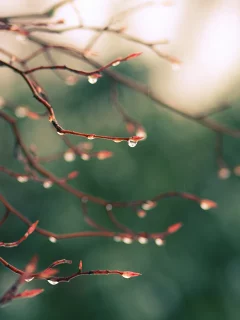 ветви, блики, природа, дождь, зелень, капли, макро